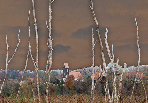 no leaves 2025