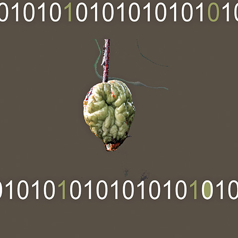 apple-brain 2026